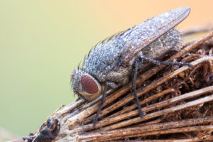 shutterstock 503870824 High,Detail,Cluster,Fly,On,The,Branches,Of,A,Wild