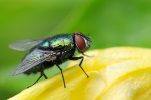 shutterstock 60423916 shutterstock_60423916