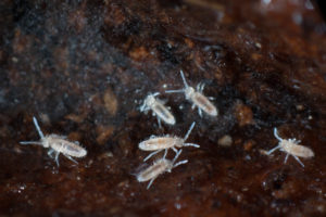 shutterstock 757519072 Springtails,Or,Collembola,On,Soil,And,Humus