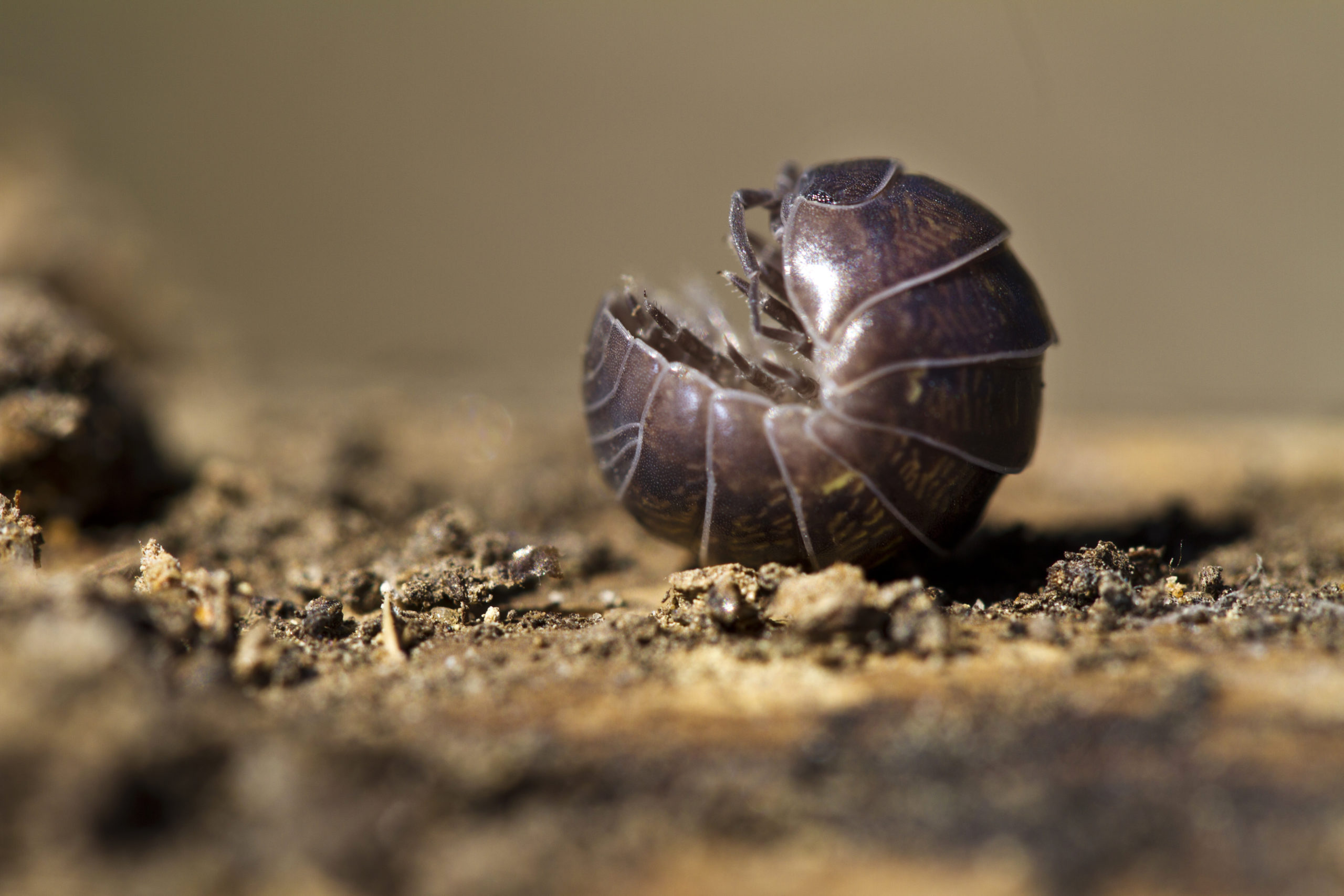 shutterstock 99168674 scaled What is the Difference Between Sowbugs and Pillbugs?