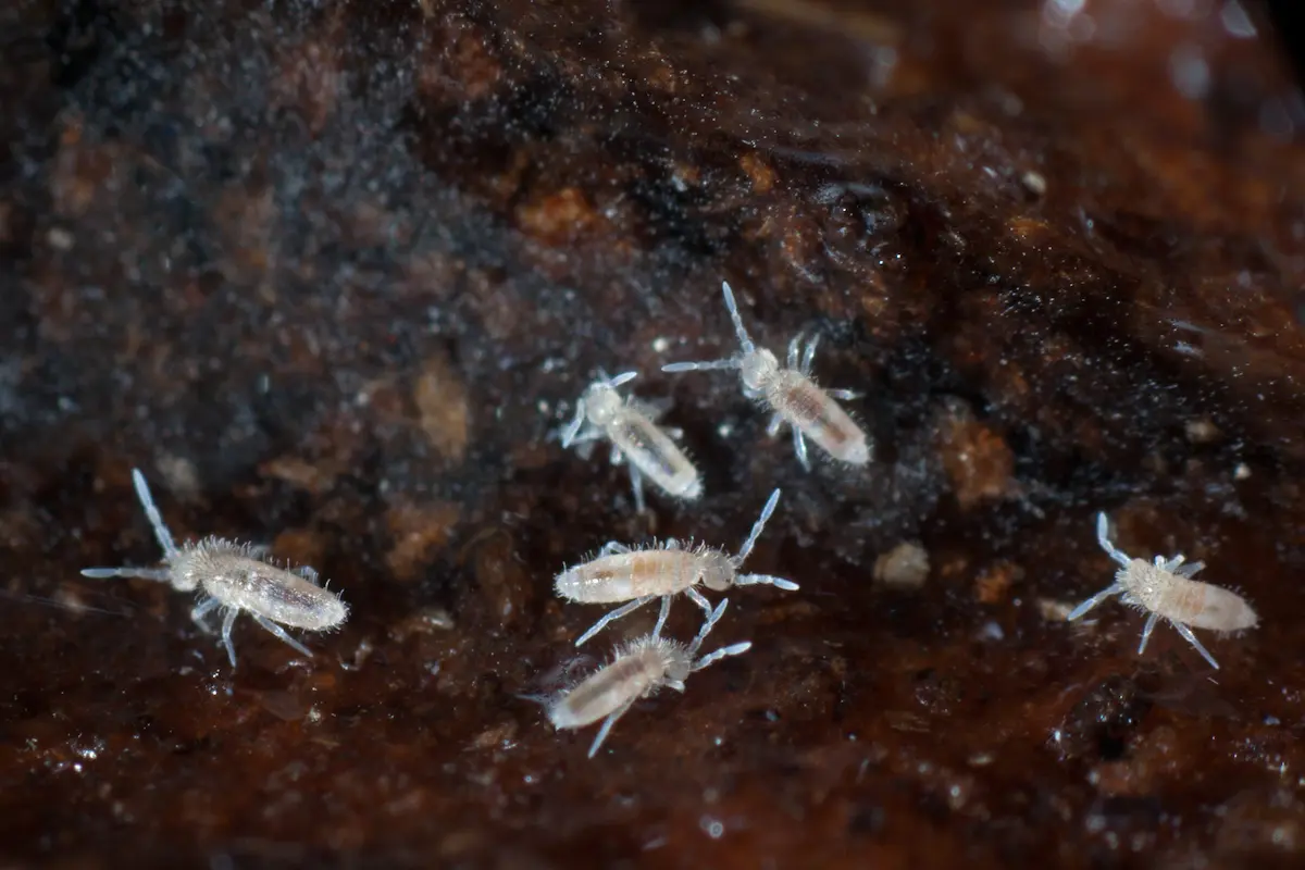 Tiny white springtails clustered on damp dark surface