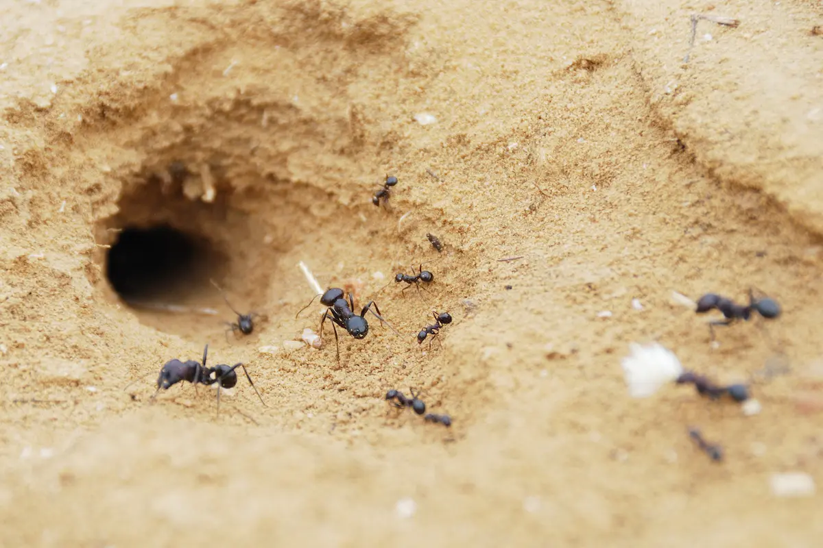 Black ants near the entrance of an underground sand nest