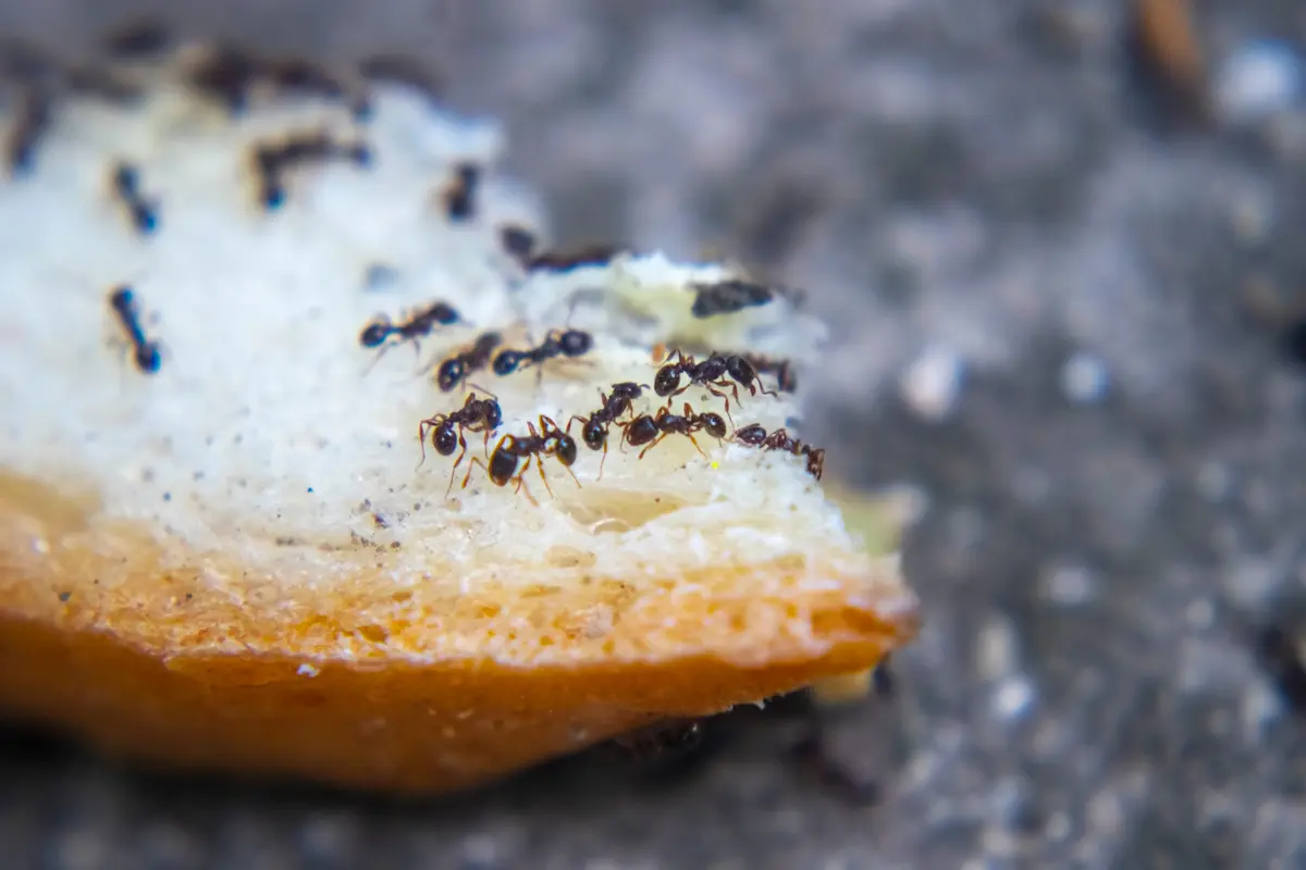 Tiny ants gathered on a piece of food
