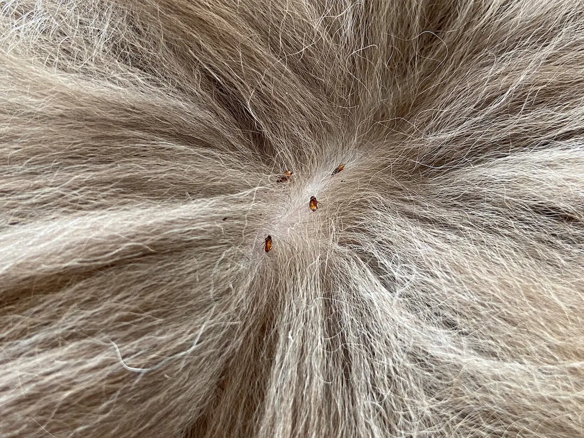 Close-up image of fleas on pet fur