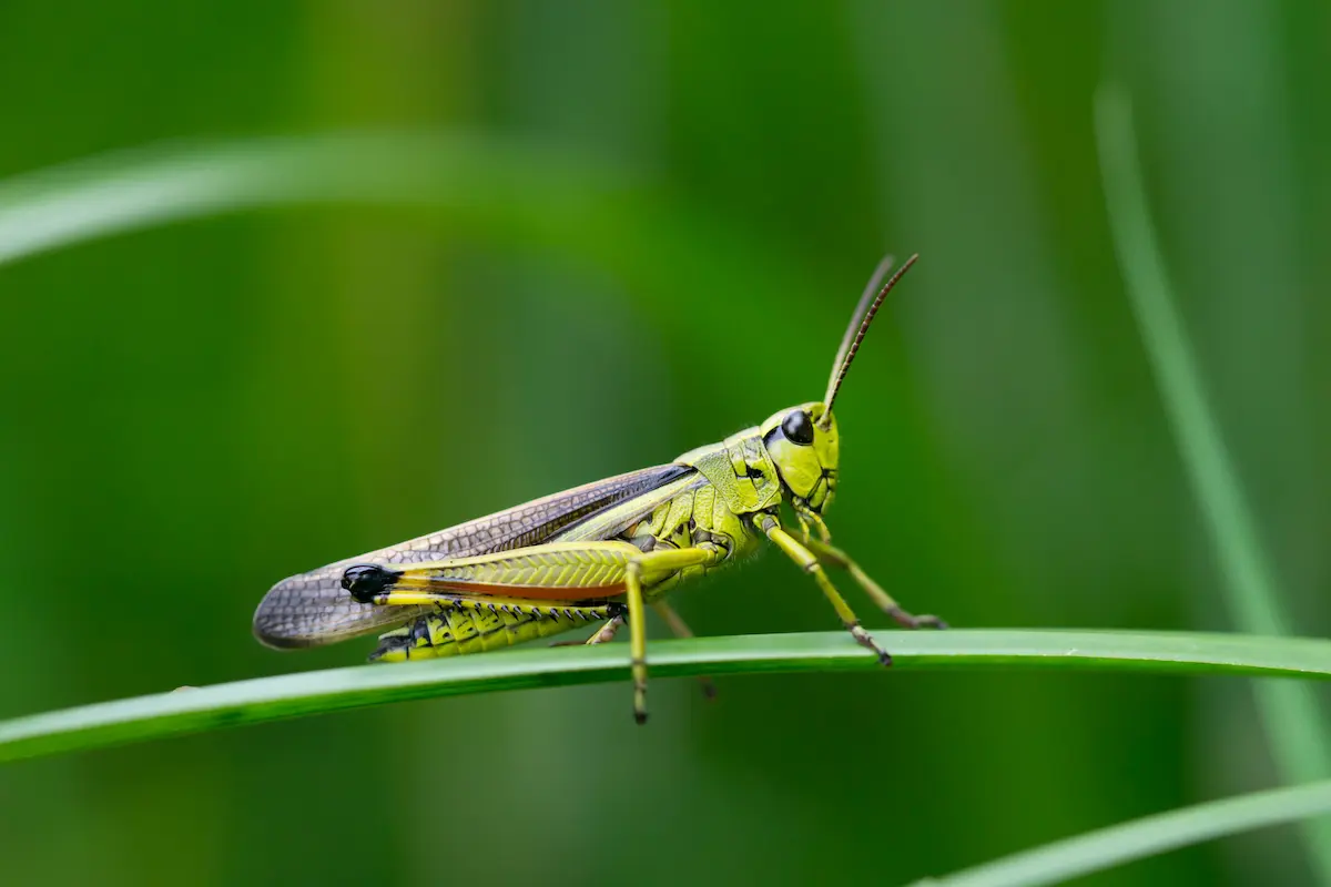 Green grasshopper resting on a blade of grass in a natural environment.