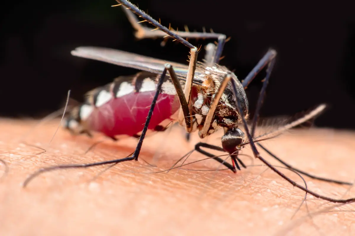 Mosquito feeding on human skin close-up