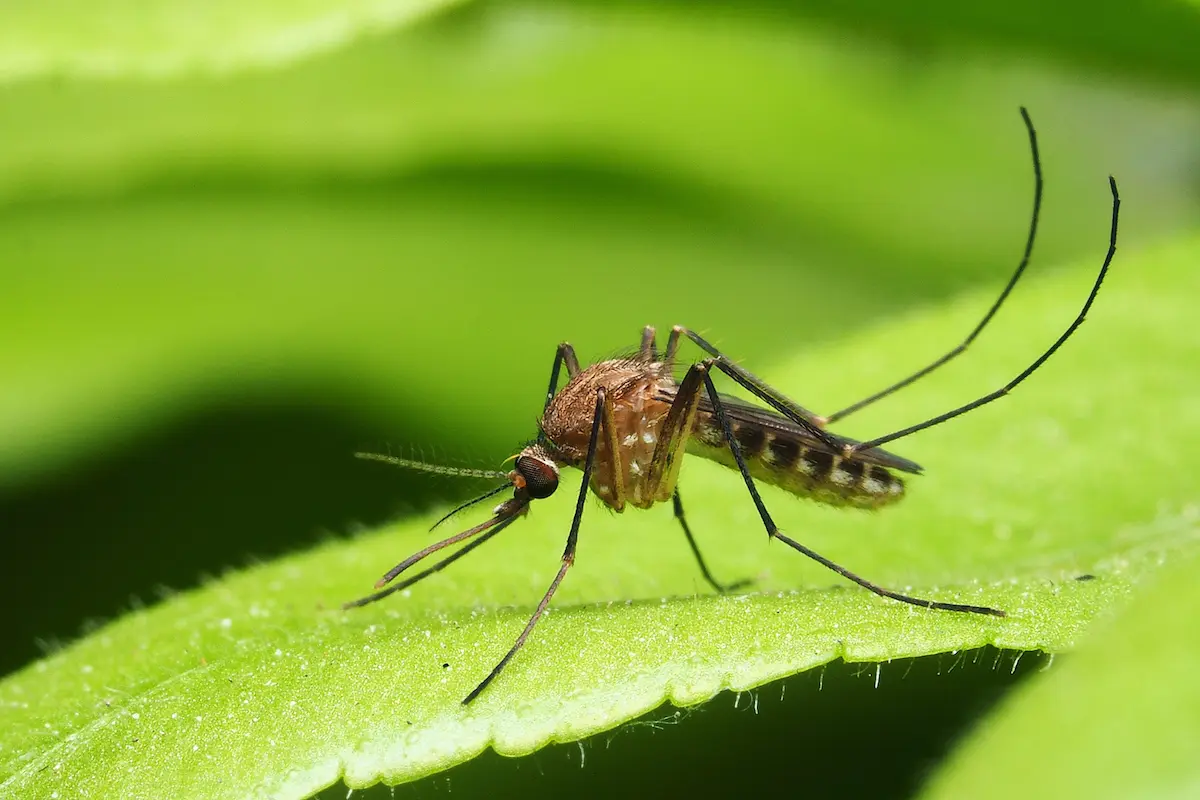 Close-up image of a mosquito resting on a green leaf