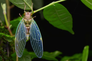 shutterstock 1068451898 Macro,Image,Of,A,Newly,Emerged,Cicada