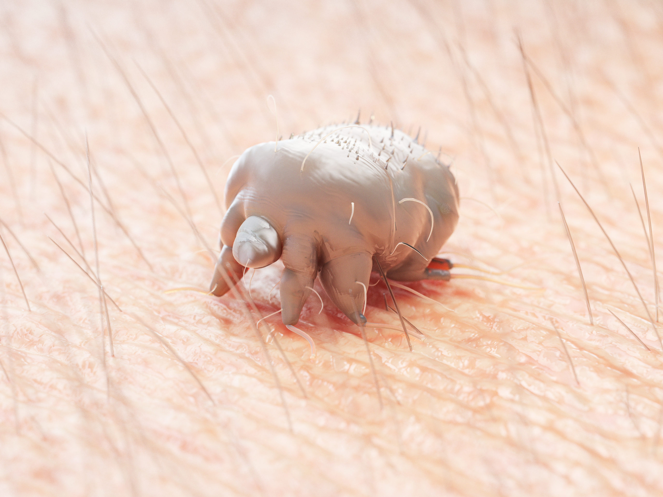 shutterstock 1181594575 scaled Parasites Not Pests