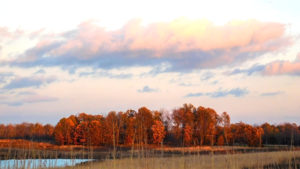 shutterstock 1280143171 1 Forest,Preserve,View,In,The,Fall,,Forest,Deer,East,,Palatine