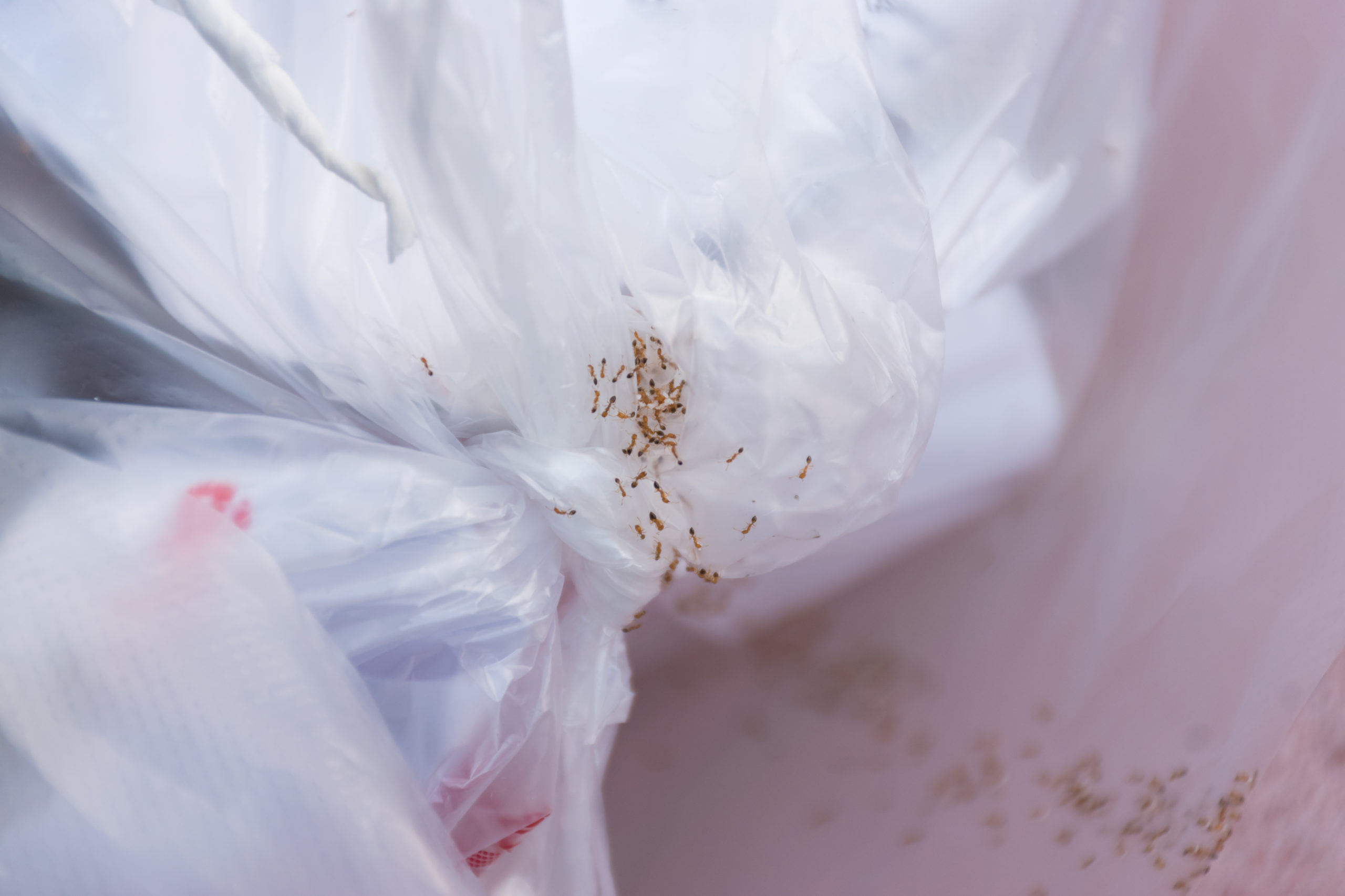 shutterstock 1415199758 scaled 5 Tips for Avoiding Ants This Summer