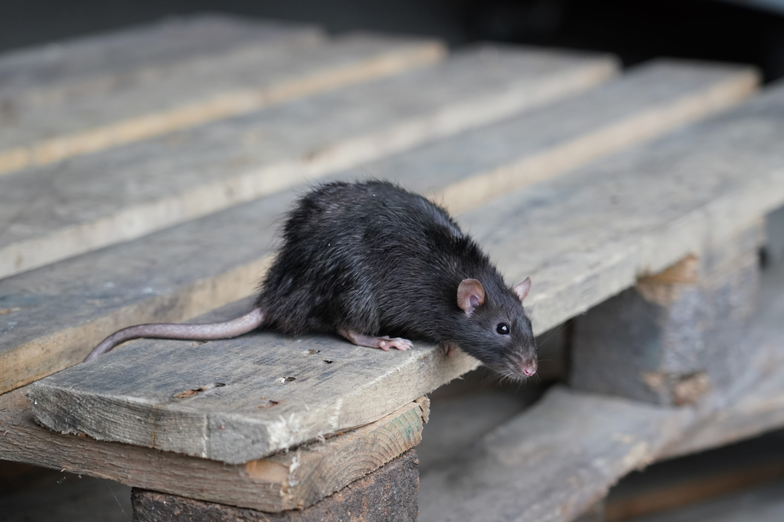 shutterstock 1667225137 scaled 5 Wood Destroying Pests