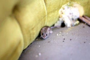 shutterstock 1741684382 A,Little,Grey,House,Mouse,Is,Sitting,By,Its,Nest