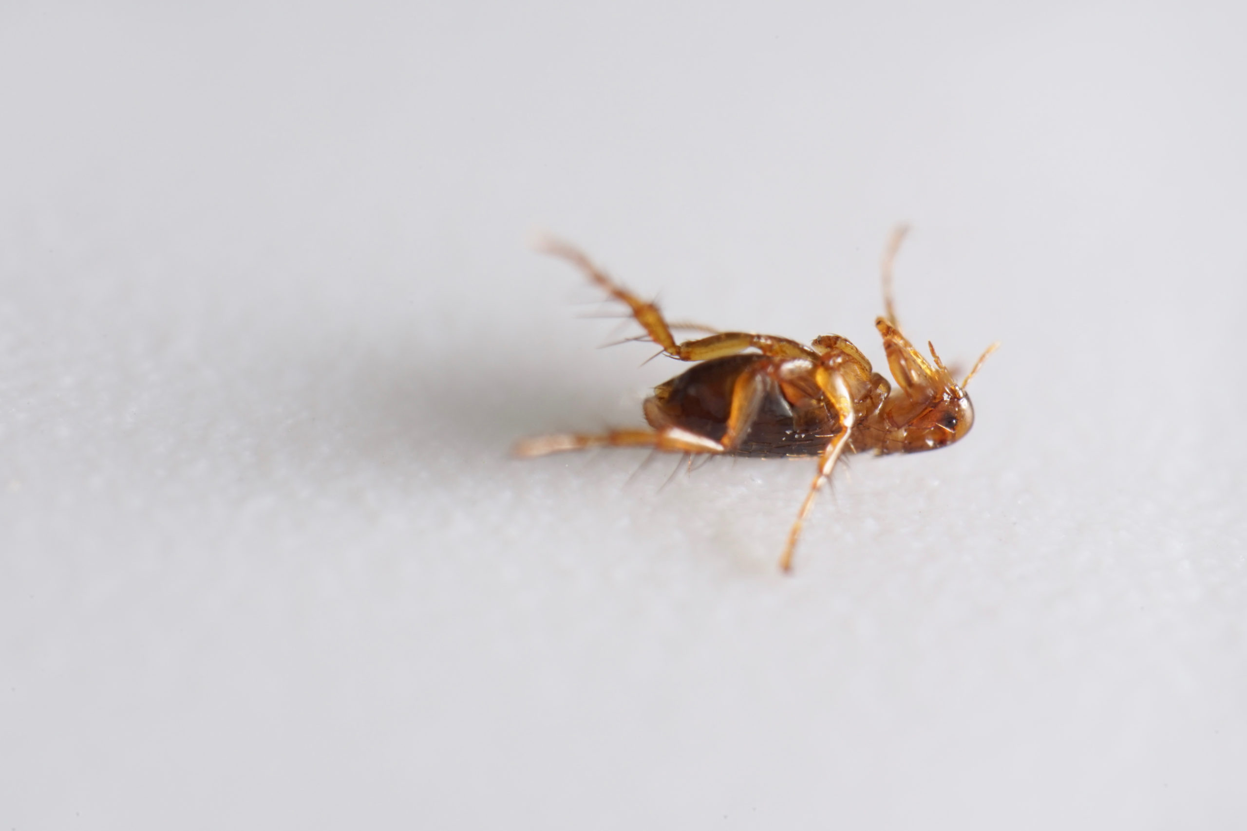 shutterstock 1750230263 scaled Life Cycles of Fleas