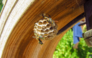shutterstock 1832053234 Wasps,Swarm,On,Their,Paper,Nest,As,It,Hangs,From