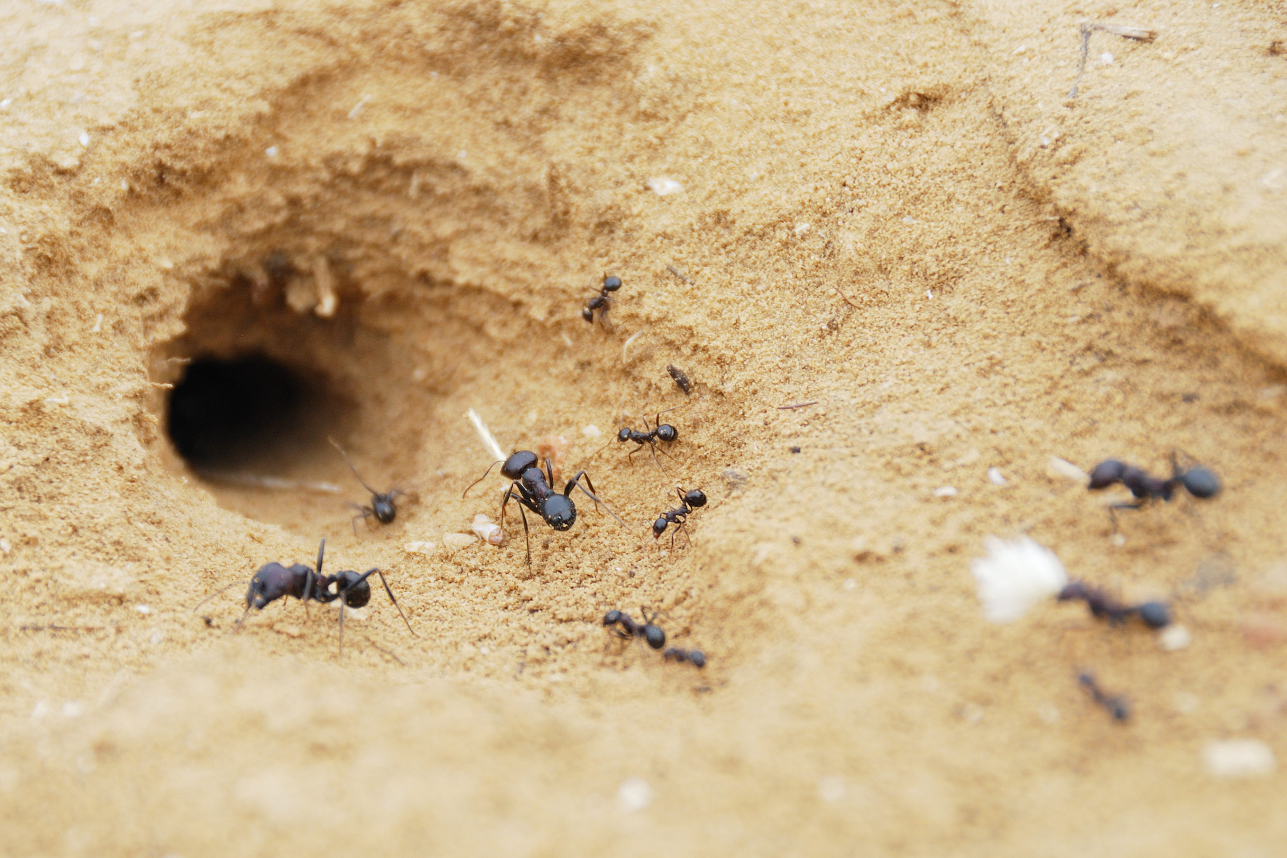 В африке водятся муравьи которые устраивают. Термиты против муравьев. Гнездо муравьев. Насекомые в норах. Муравьиные Норы в земле.