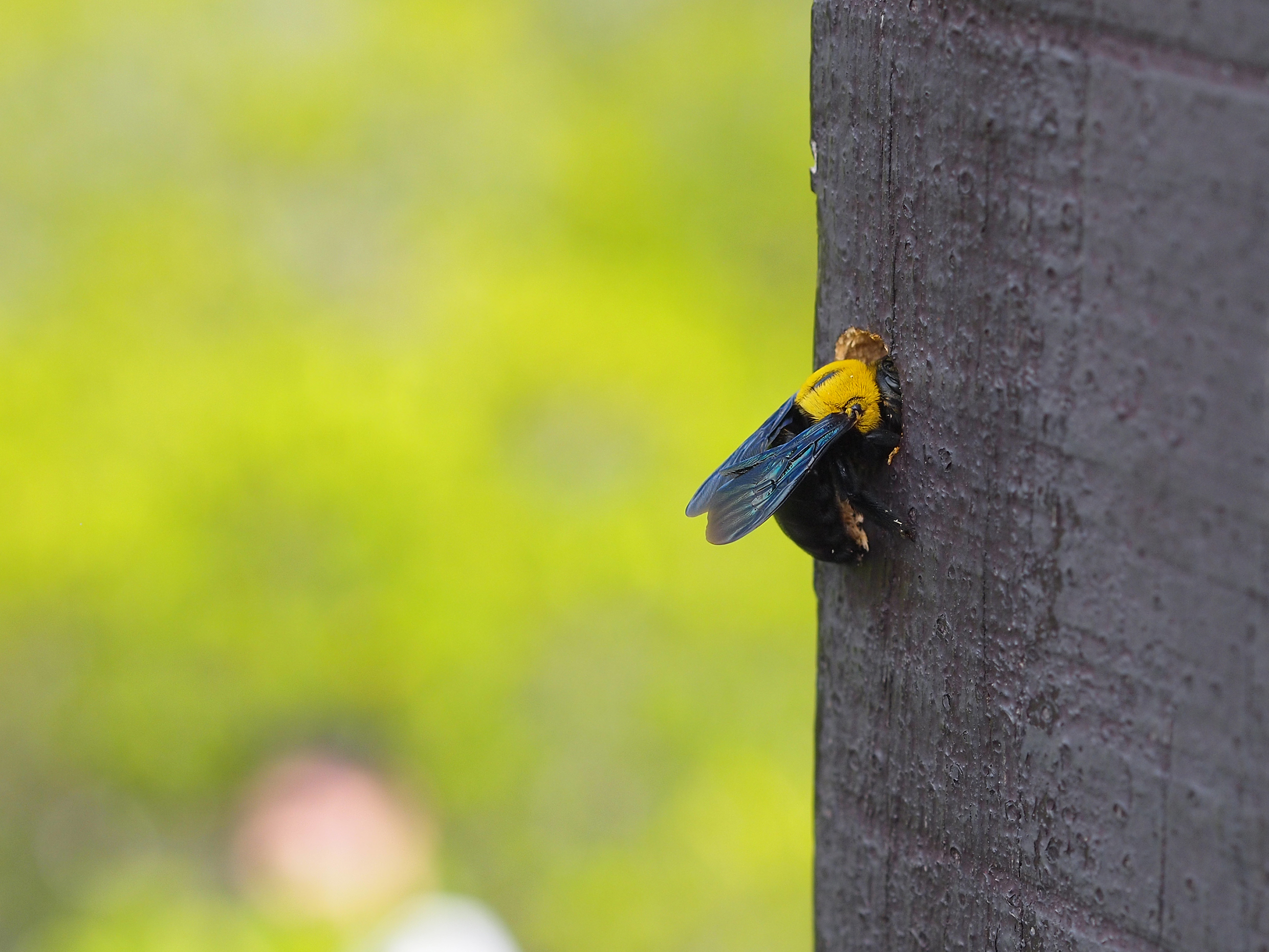 shutterstock 618195791 Pests and Their Nests