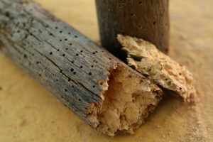 shutterstock 663666982 Brittle,Piece,Of,Wood,Decayed,By,Woodworms