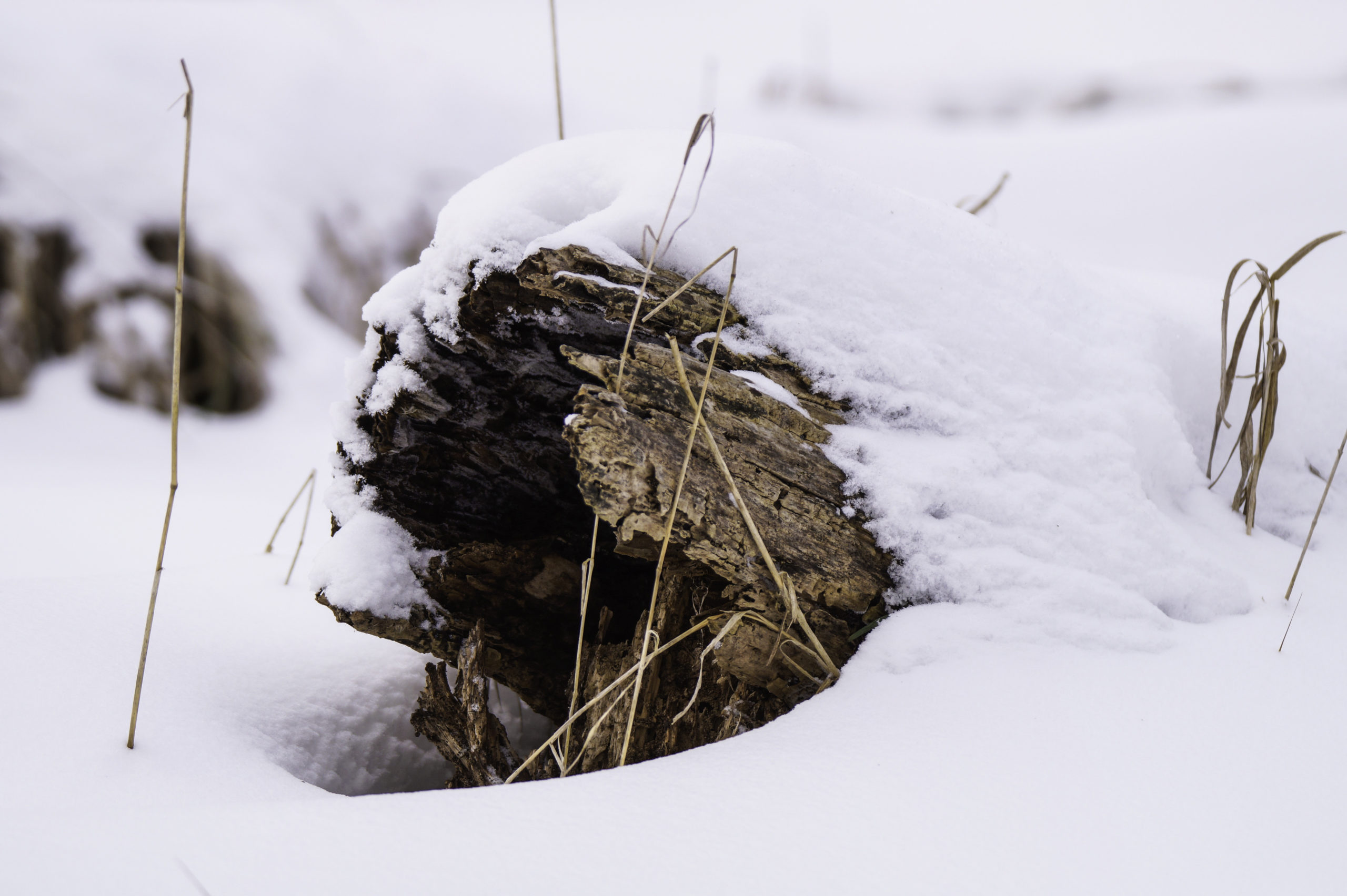 shutterstock 763837327 scaled Where Do Mosquitos Go in the Winter?