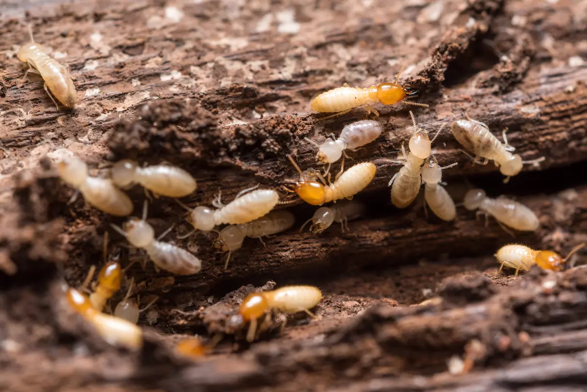 Close-up image of termites infesting and damaging decayed wood