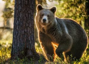BEAR Wild adult Brown Bear ( Ursus Arctos ) in the summer forest.