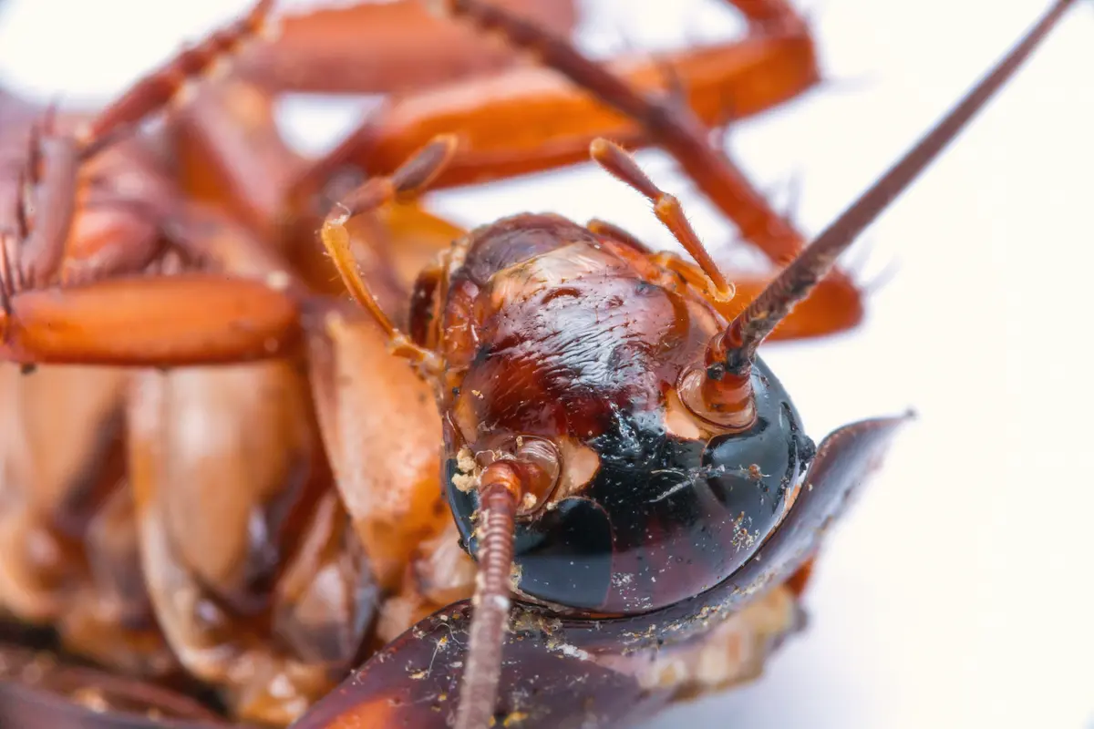 Close-up macro image of an American cockroach