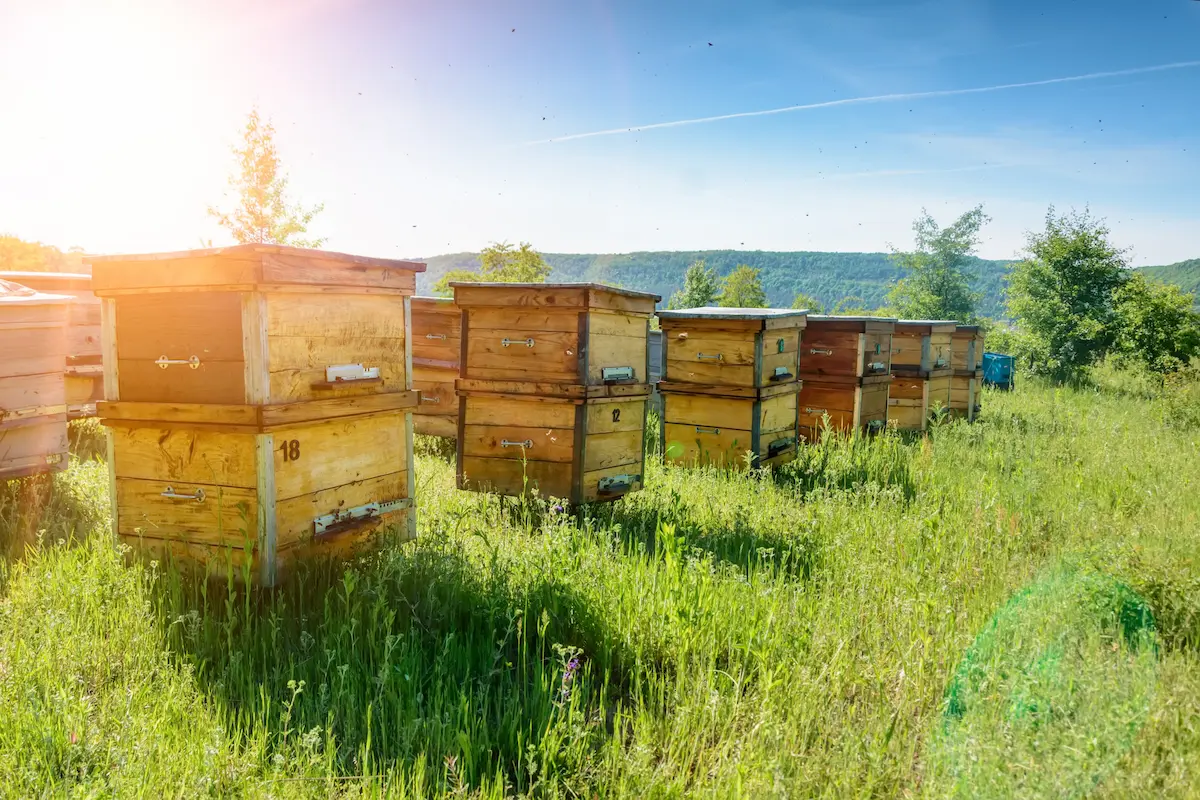 Wooden beehive boxes in a grassy field during sunrise