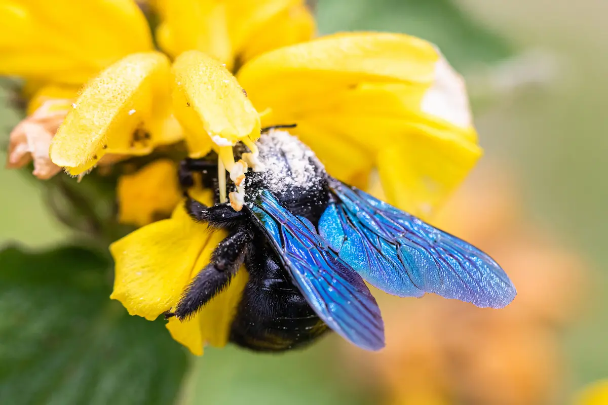 Close-up of a blue-winged bee covered in pollen on a yellow flower