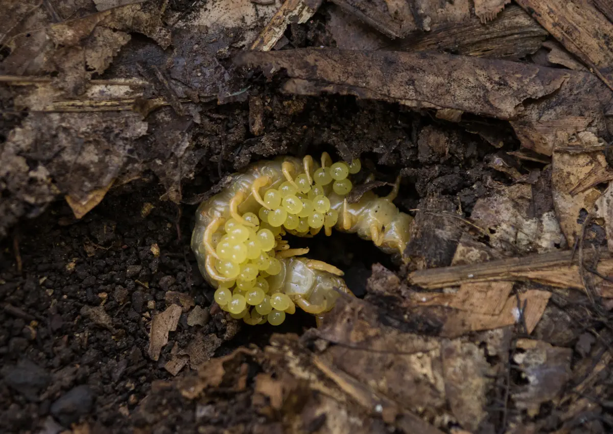 Close-up image of centipede eggs in soil and decaying wood debris