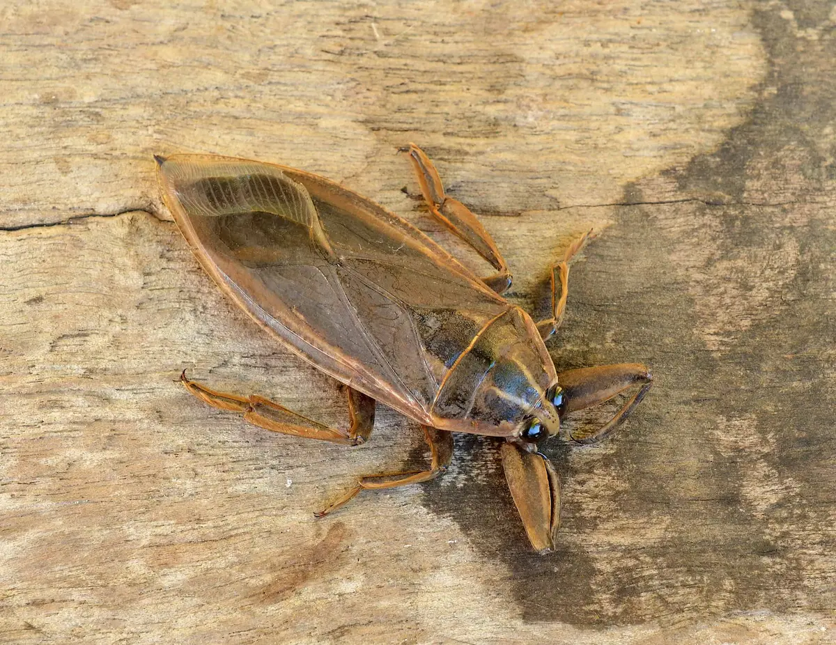 Close-up of a brown cockroach on a wooden surface