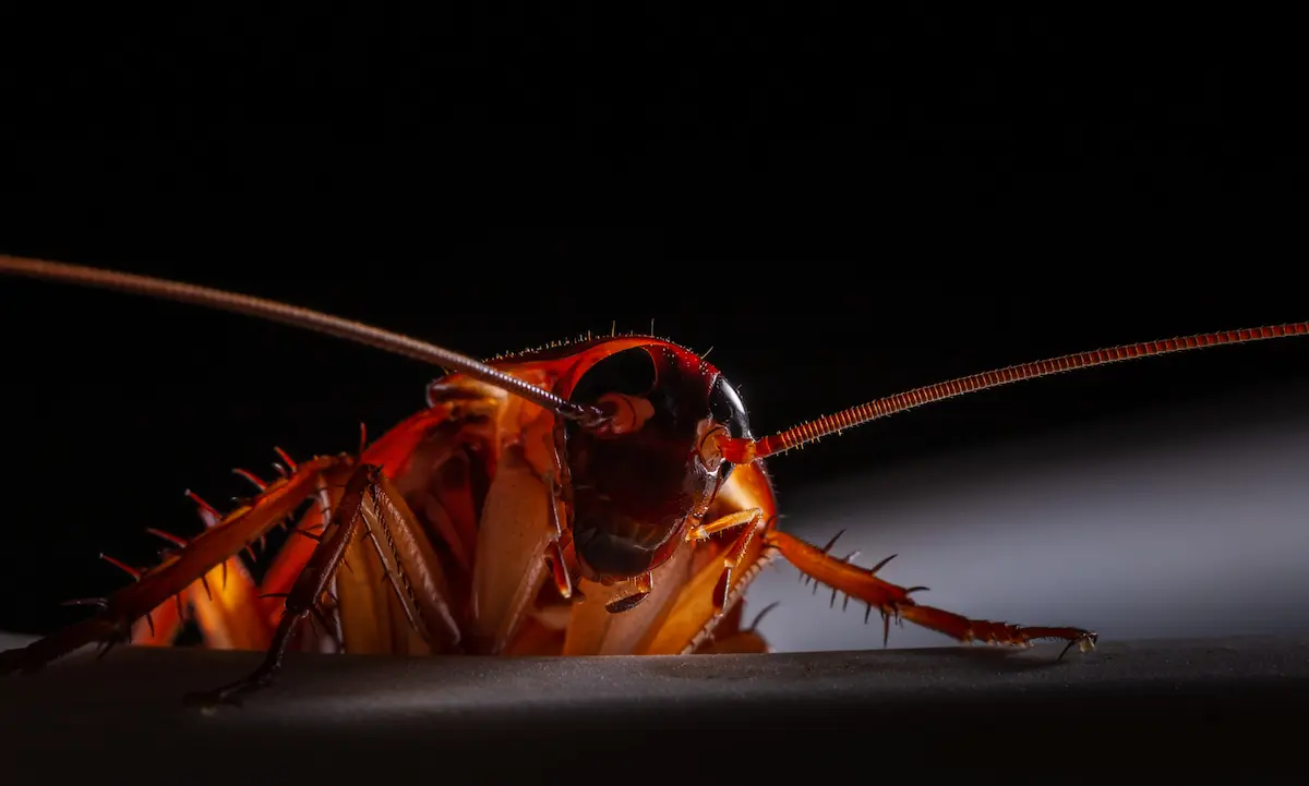 Macro close-up of a cockroach with long antennae against a dark background.