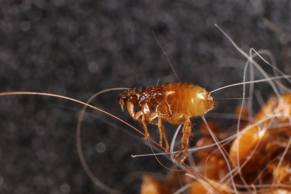 Flea crawling through pet fur in a close-up macro image.