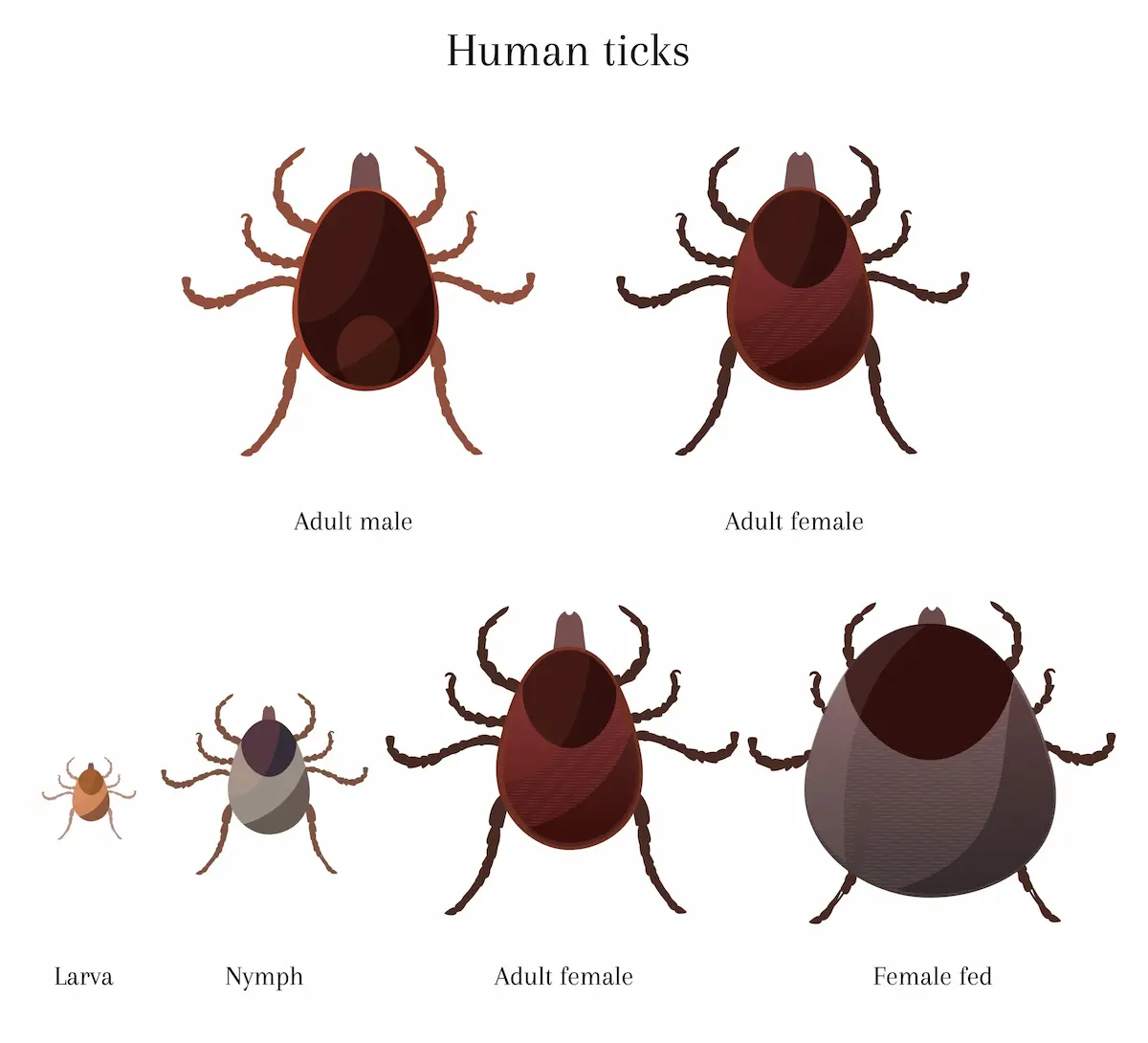 Illustration showing the life cycle stages of human ticks.
