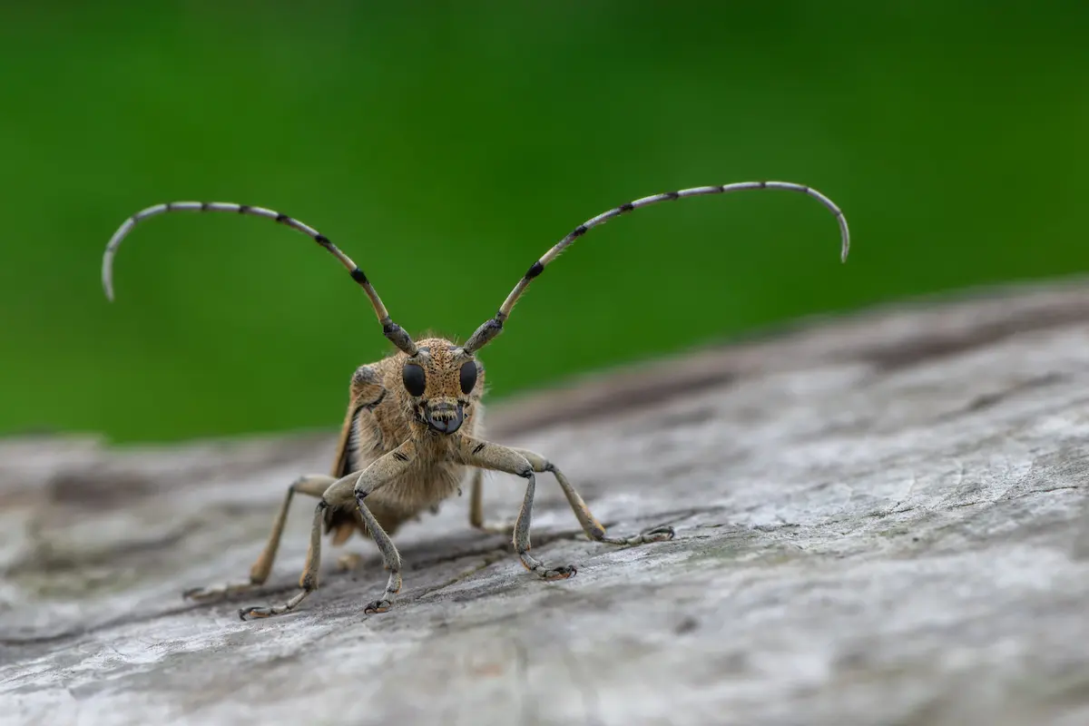 Close-up macro photo of a longhorn beetle with very long antennae on wood.