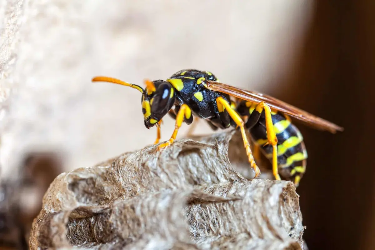 Close-up of paper wasp standing on paper nest structure