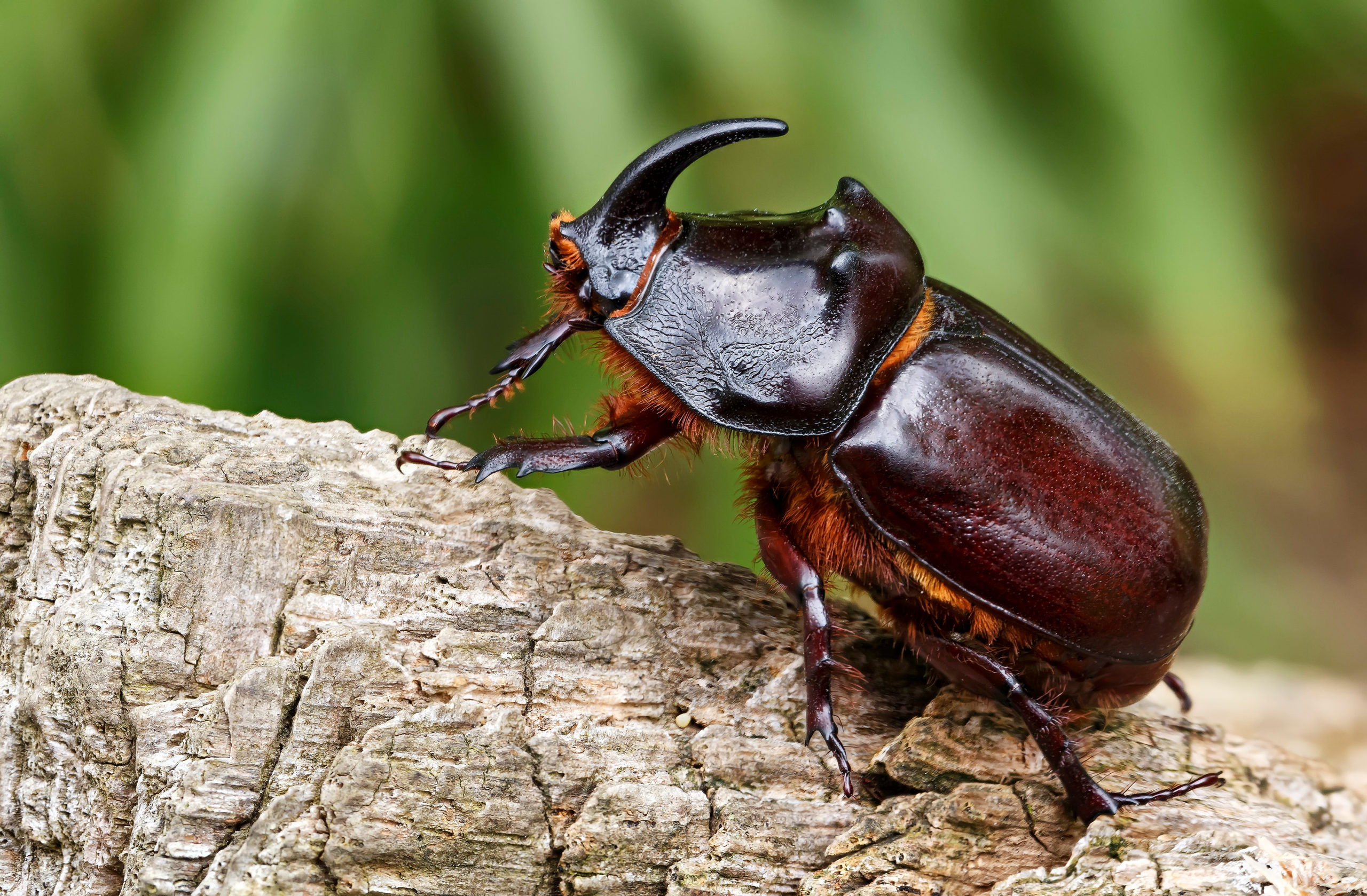 shutterstock 1034019778 scaled Insect and Pest Vocabulary Words