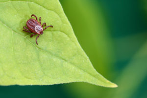 shutterstock 1086460598 Parasite,Mite,Sitting,On,A,Green,Leaf.,Danger,Of,Tick