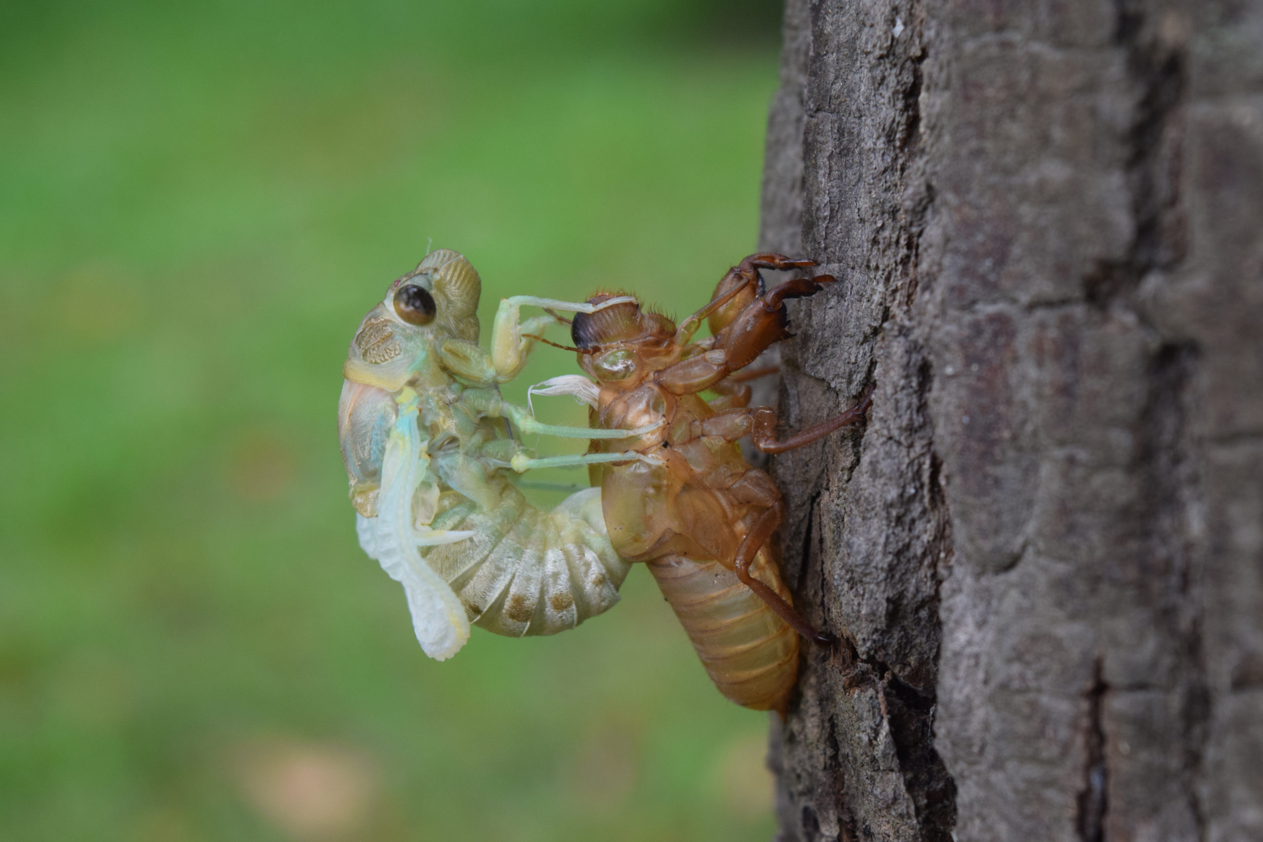 shutterstock 1129165577 scaled Insect and Pest Vocabulary Words
