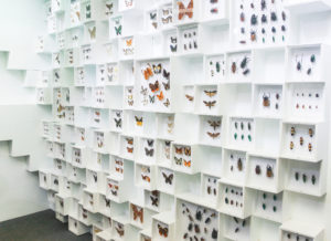 shutterstock 149304938 Insects,Collection