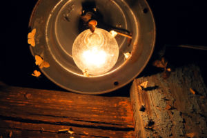 shutterstock 1496925497 Moths,And,Butterflies,Fly,Into,The,Light,Of,An,Electric