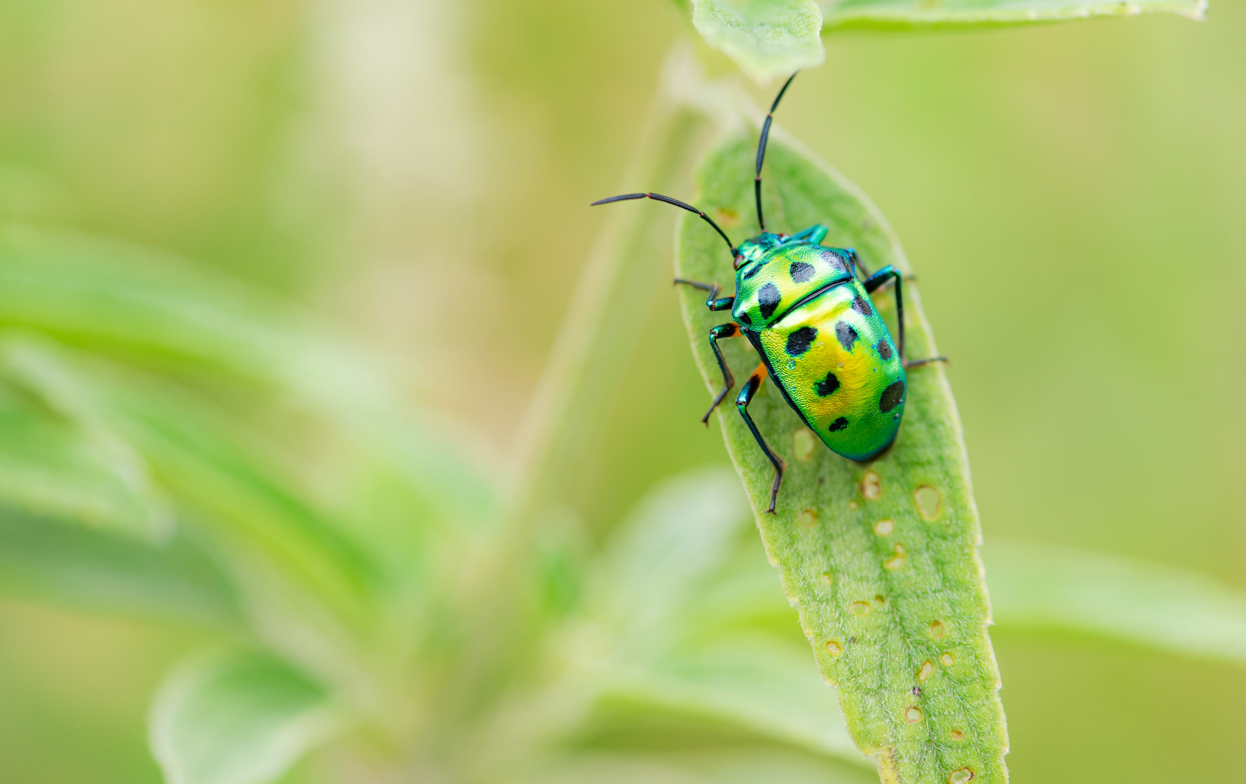 shutterstock 1562833756 scaled 10 Common Pest Questions and Their Answers