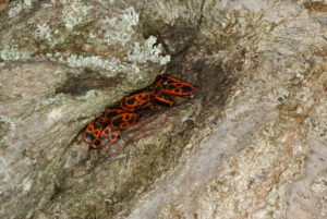 shutterstock 1611716941 Aggregation,Of,Fire,Bugs,In,The,Crack,Of,A,Lime