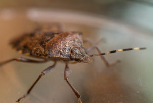 shutterstock 1669041751 Halyomorpha,Halys,Insect,Macro,Photo