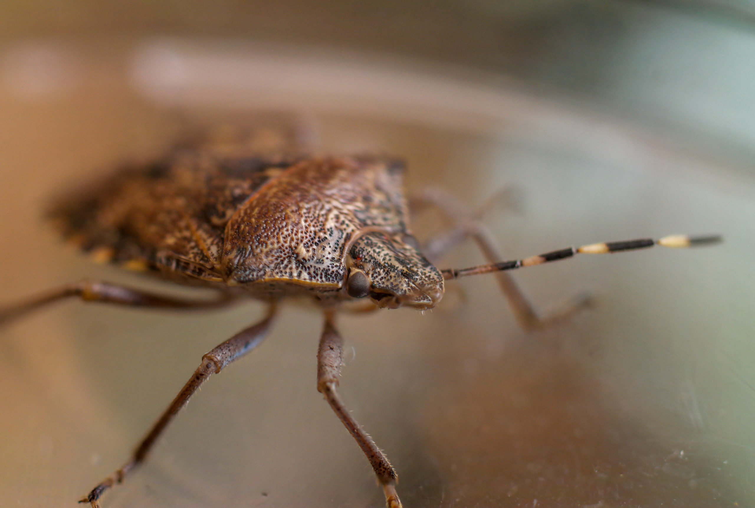 shutterstock 1669041751 scaled 10 Common Pest Questions and Their Answers