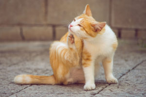 shutterstock 1737388067 Ginger,White,Cat,Paw,Scratches,Behind,The,Ear,Outdoors.,Fleas