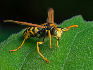 shutterstock 1803892375 European,Paper,Wasp,,Gallische,Feldwespe,(polistes,Dominulus)