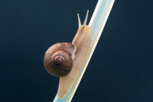 shutterstock 1881657529 Helix,Pomatia.,Snails,Hang,From,A,Plastic,Tube.,Mollusc,And