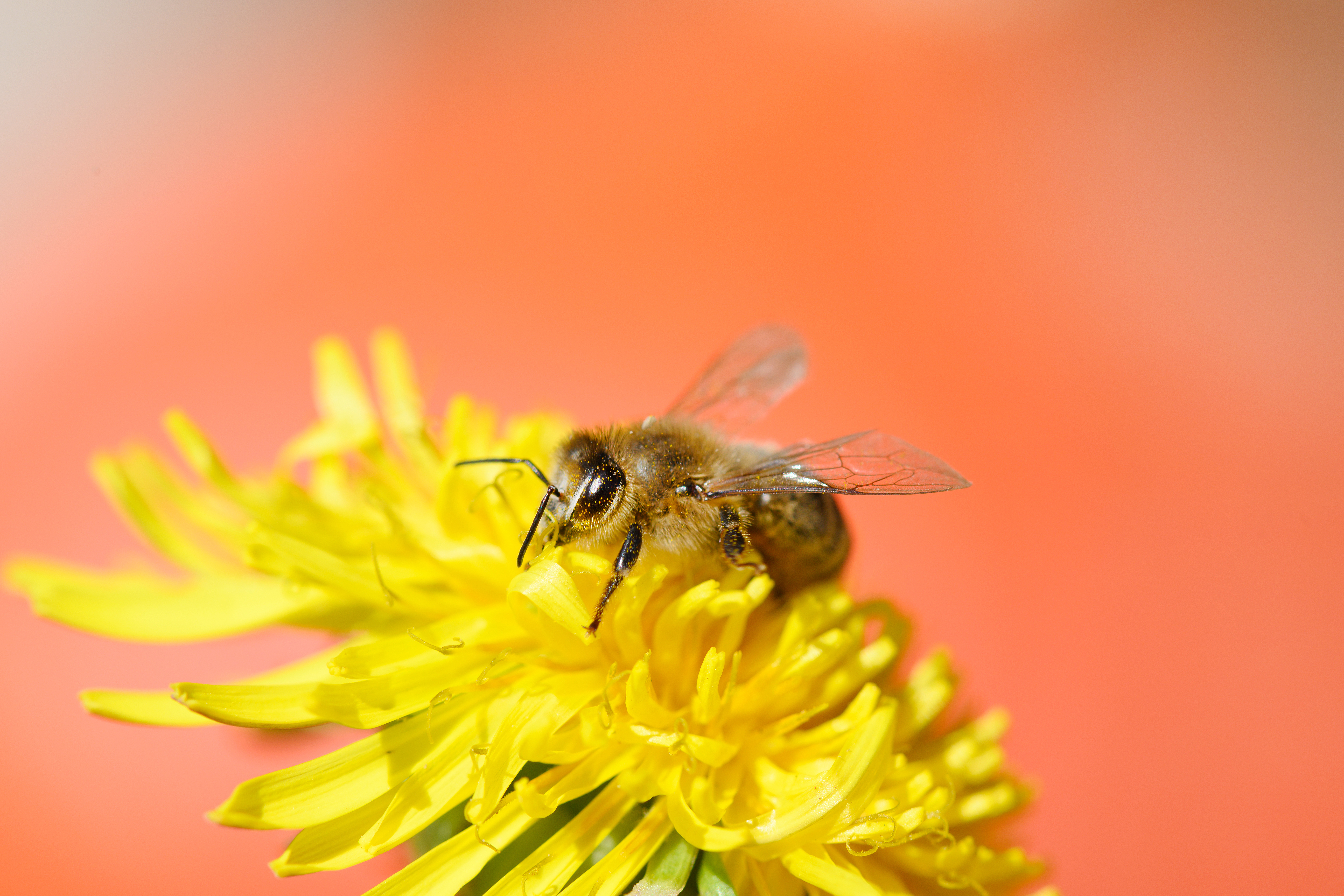 shutterstock 1896674290 10 Common Pest Questions and Their Answers