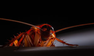 shutterstock 1899246796 Close-up,Of,Animal,Red,Cockroach,At,Night