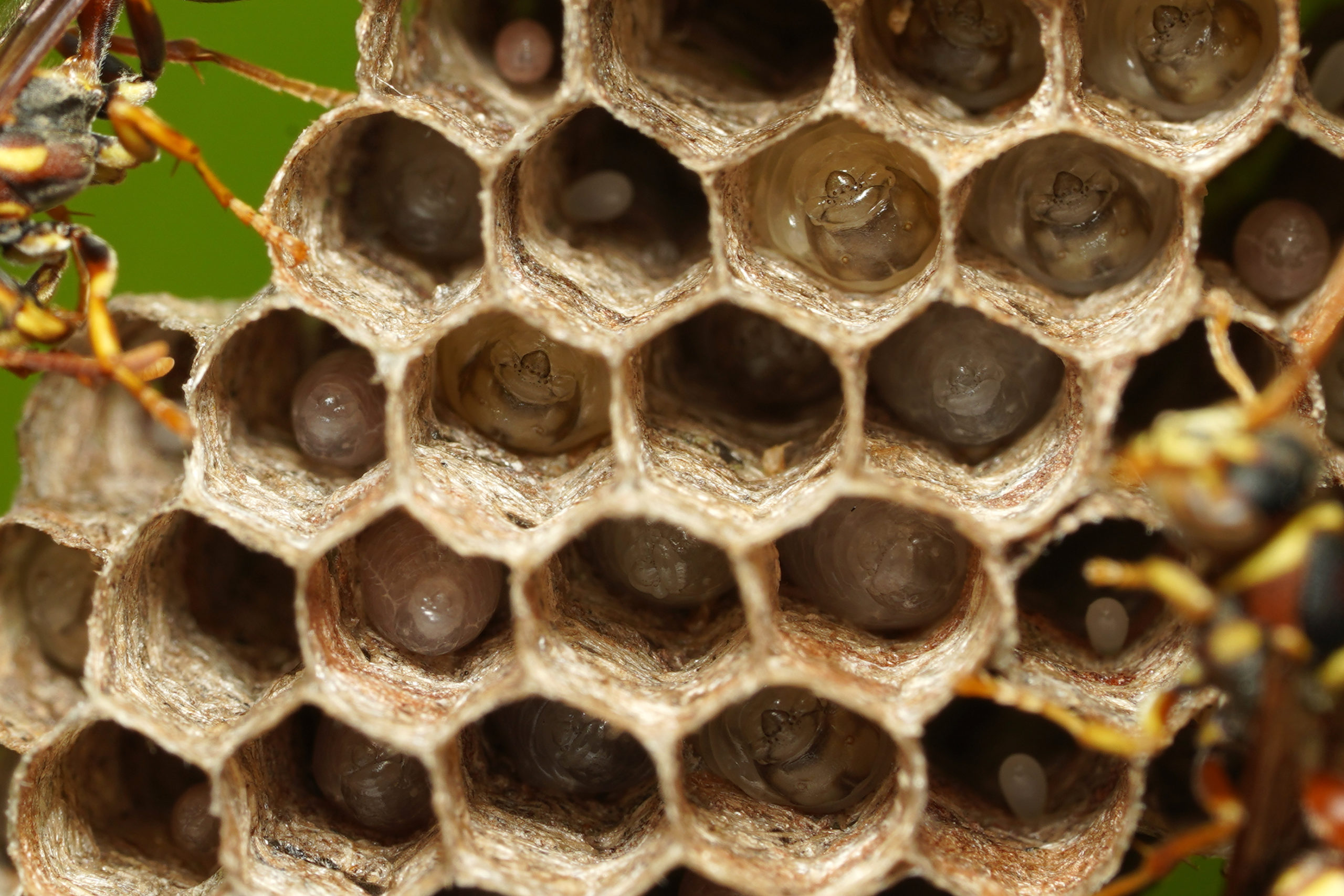 shutterstock 1922232572 scaled Life Cycles of Paper Wasps